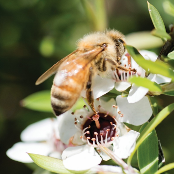 Introduction to the RMA Online 2026