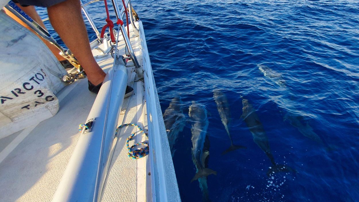 List_Ocean_Sailing_Dolphins.jpg