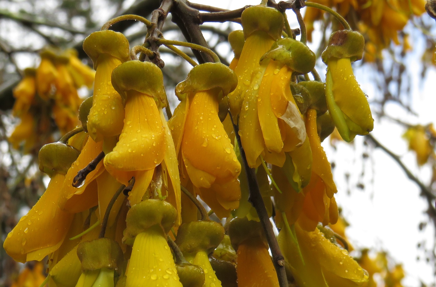 Kowhai%20for%20vision%20page.jpg