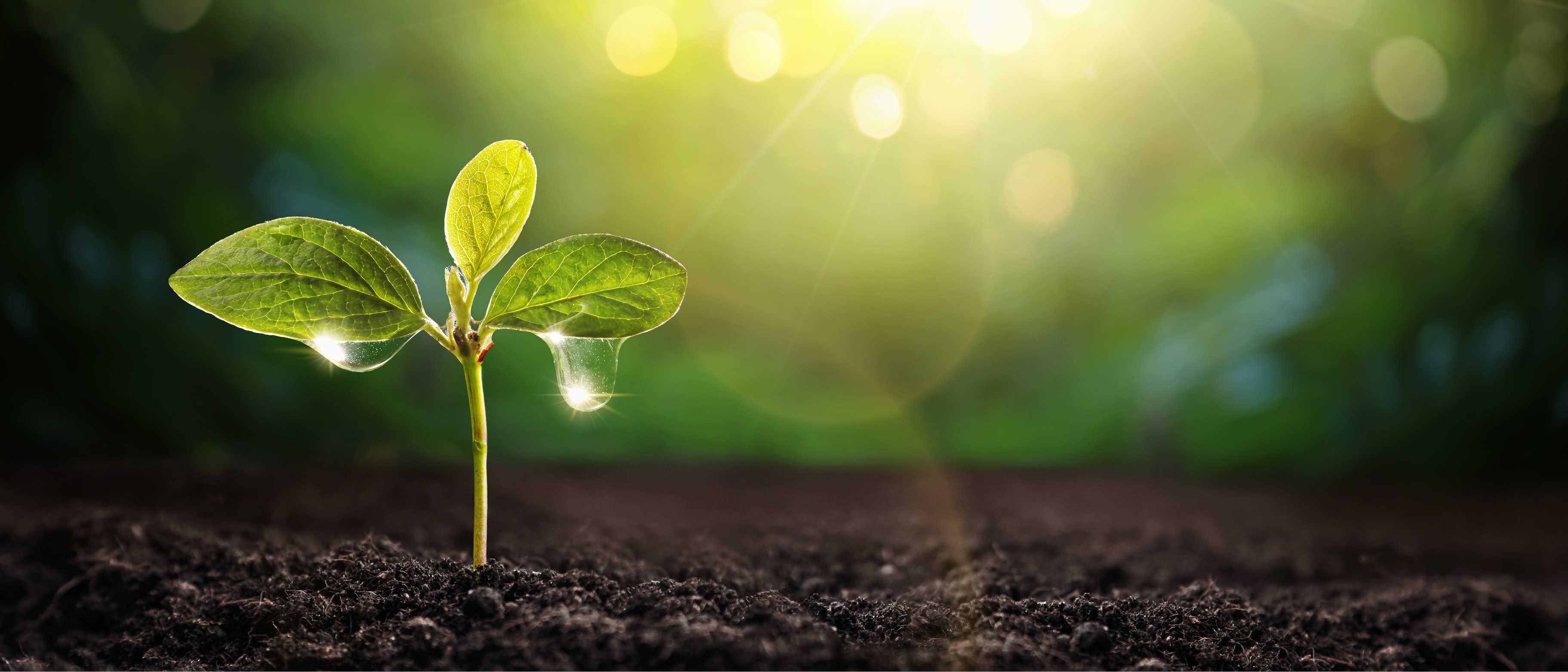 Workplace Wellbeing (Pre-recorded Webinar)
