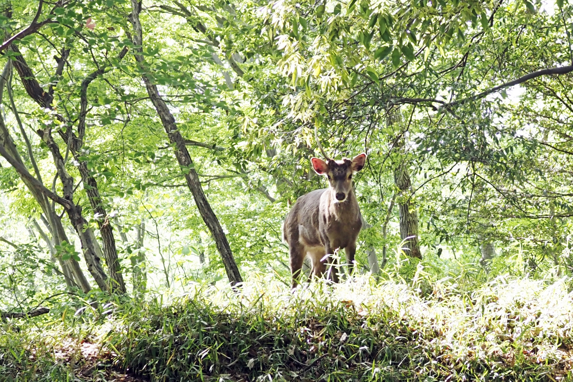 CONSERVATION PERSPECTIVES: INNOVATION AND HOPE