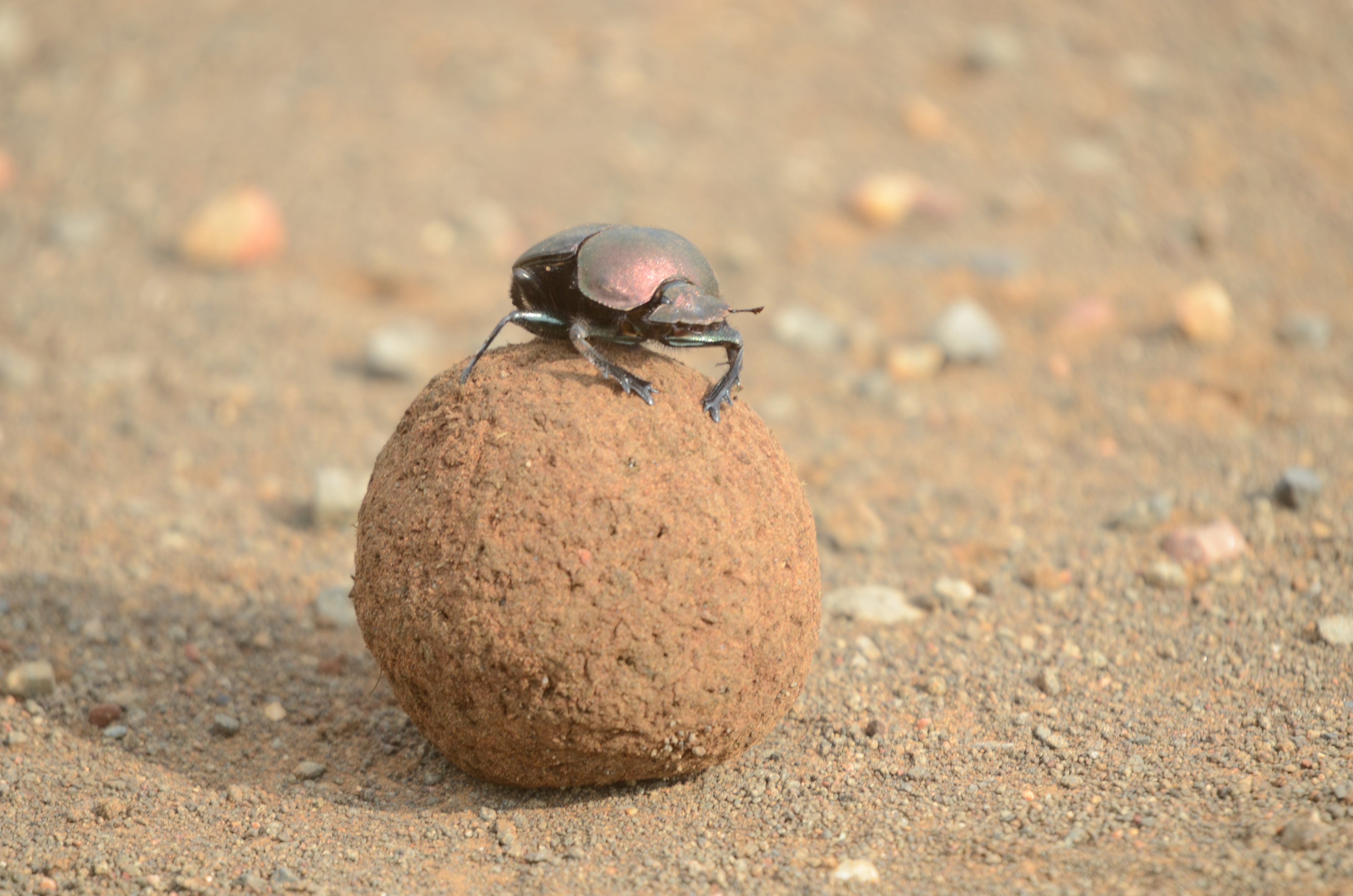 MEET THE BEETLES