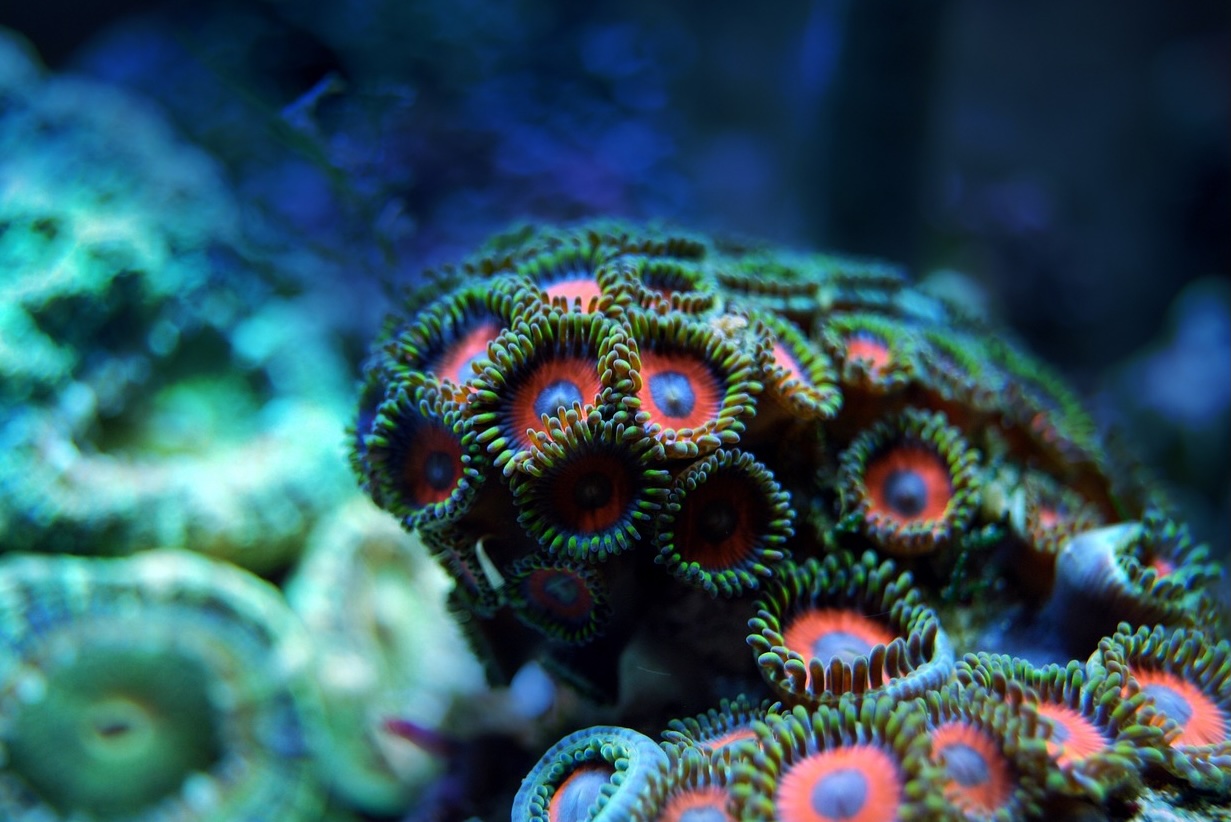 CORALS – PAST, PRESENT AND FUTURE