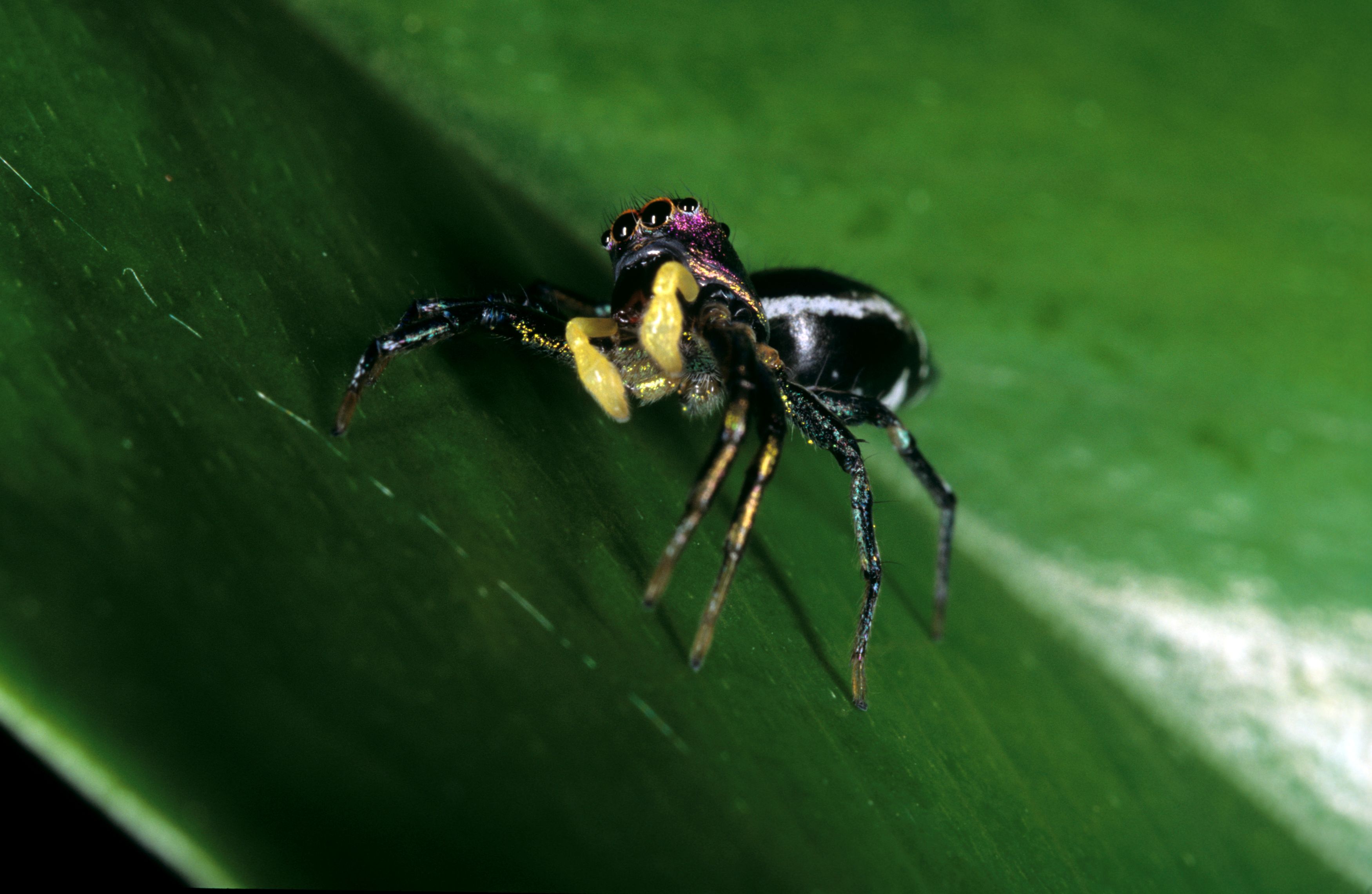 SPINNING SPIDER TALES – TWO TALKS