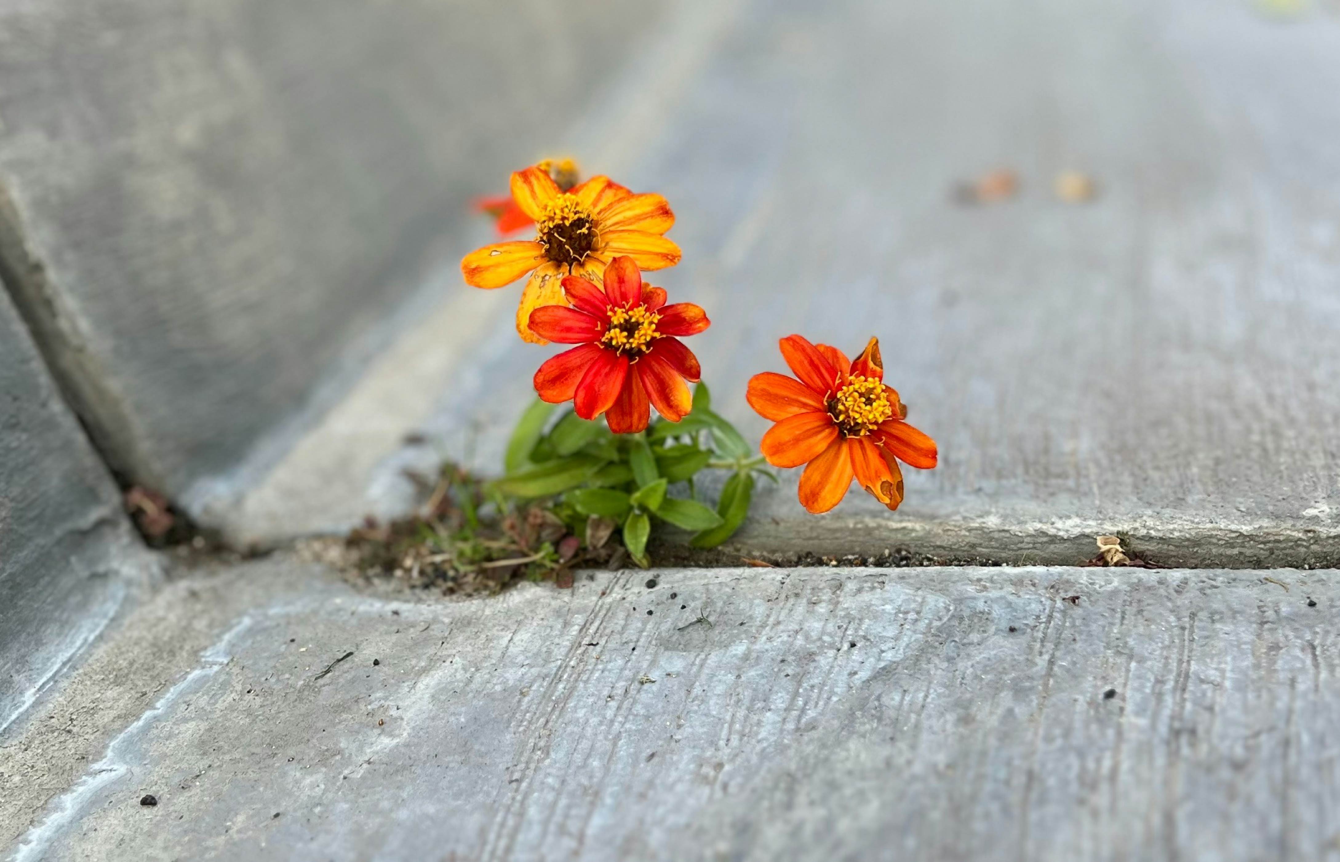 Thriving Through Change: Growing Resilience & Cultivating Courage