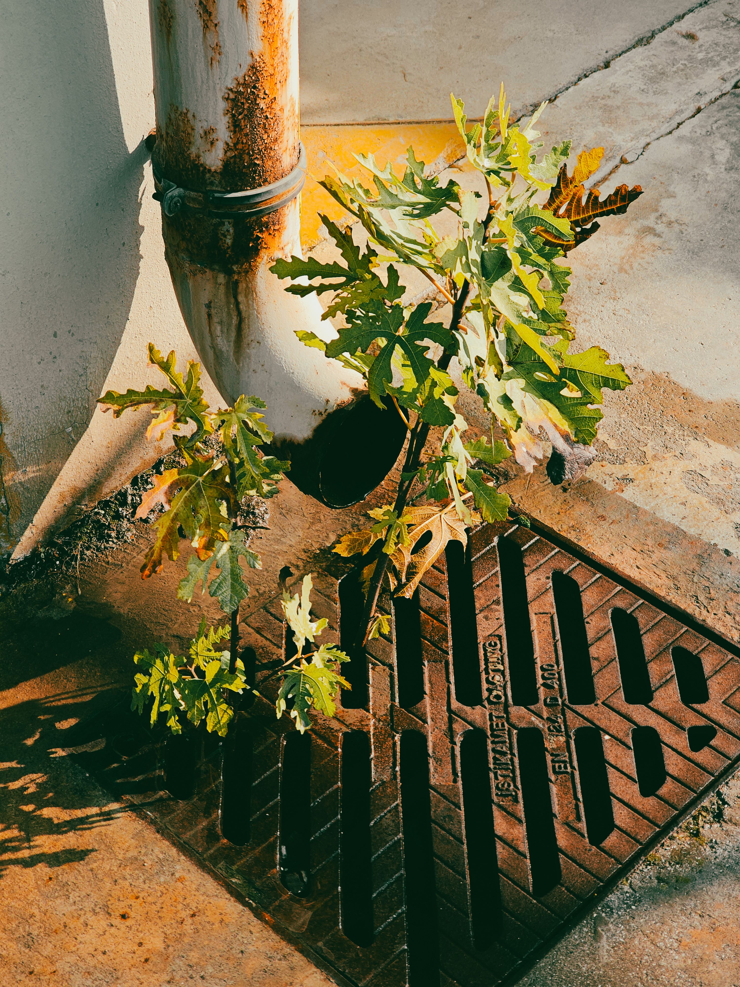 Thriving Through Change: Growing Resilience & Cultivating Courage