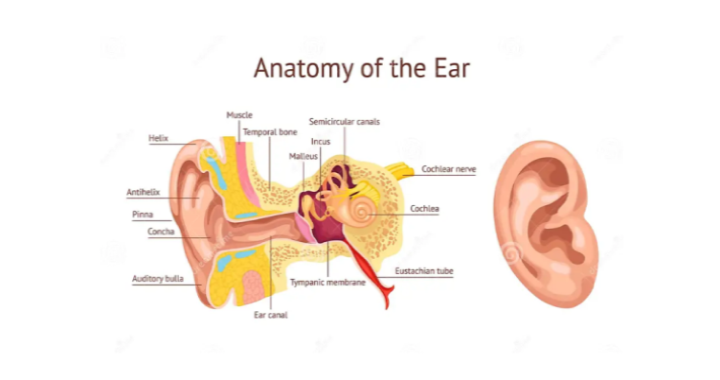 CNE - All about 'EARS' the facts, the functions, and treatment options